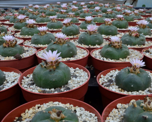Lophophora williamsii Pflege: Die komplette Anleitung | L-W.de