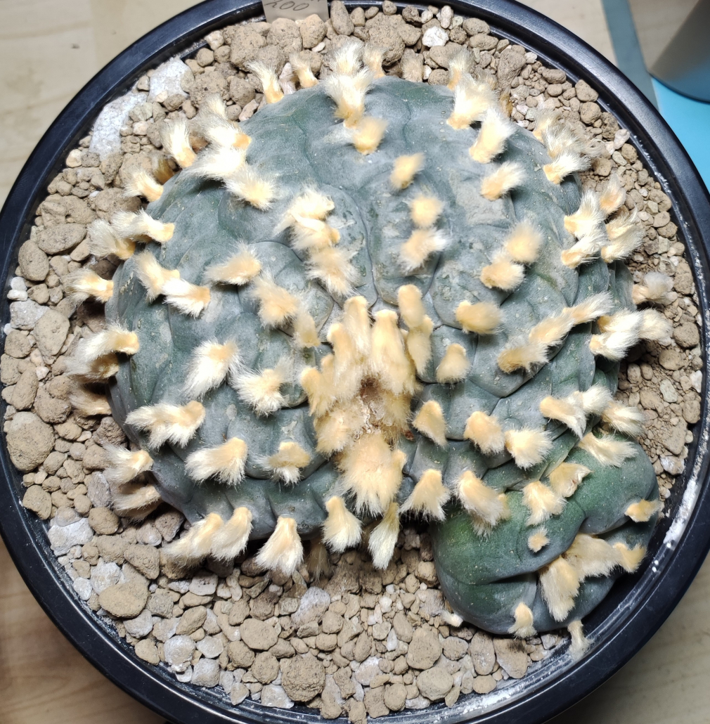 Lophophora williamsii, peyote mit leichten Schäden von Milben vor der Behandlung mit Kieselgur.
