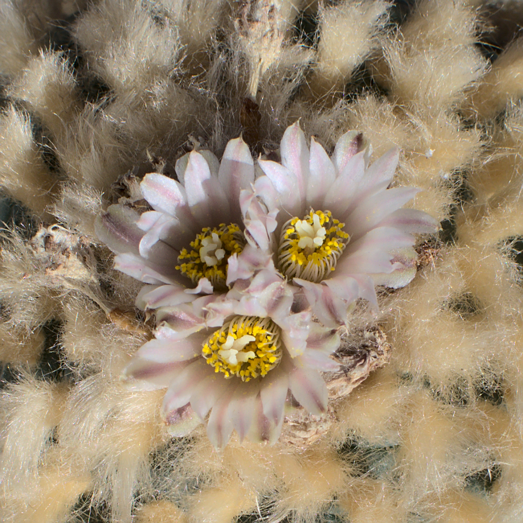 Lophophora Koehresii Blüte