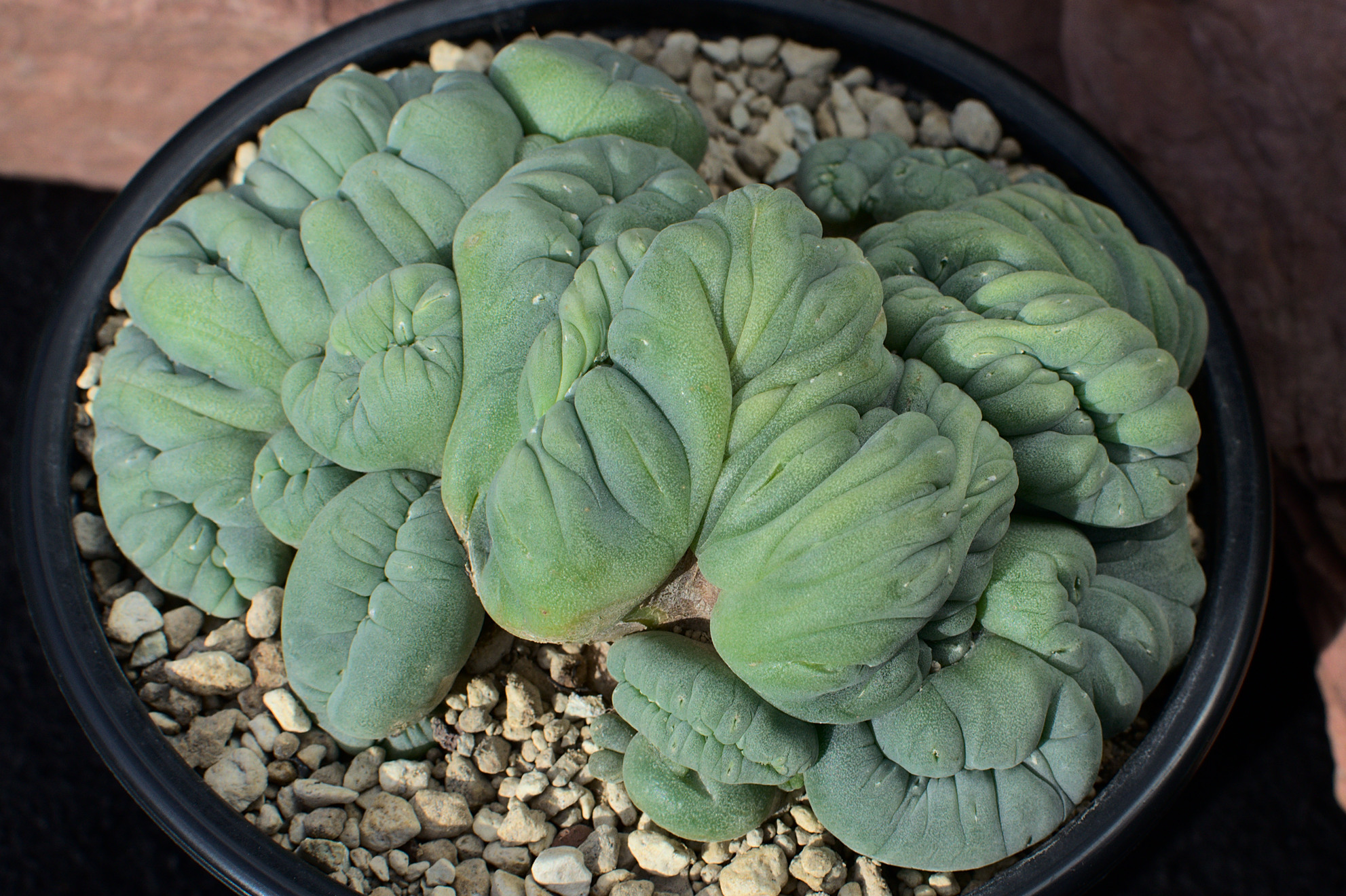 Lophophora cristata