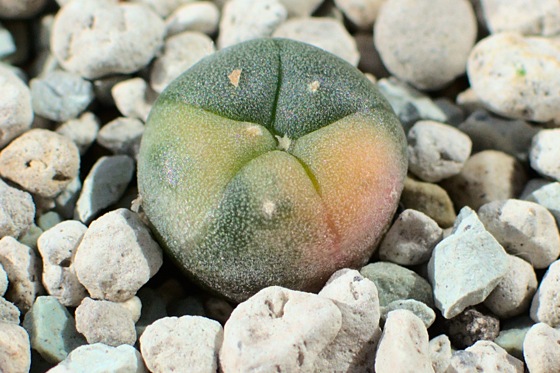 Lophophora variegata Lophophora williamsii