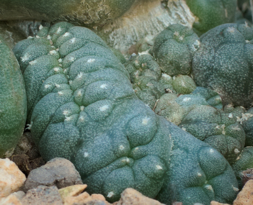 Lophophora williamsii (peyote), cristata -  Cristatenbildung im Teil einer alten Pflanze