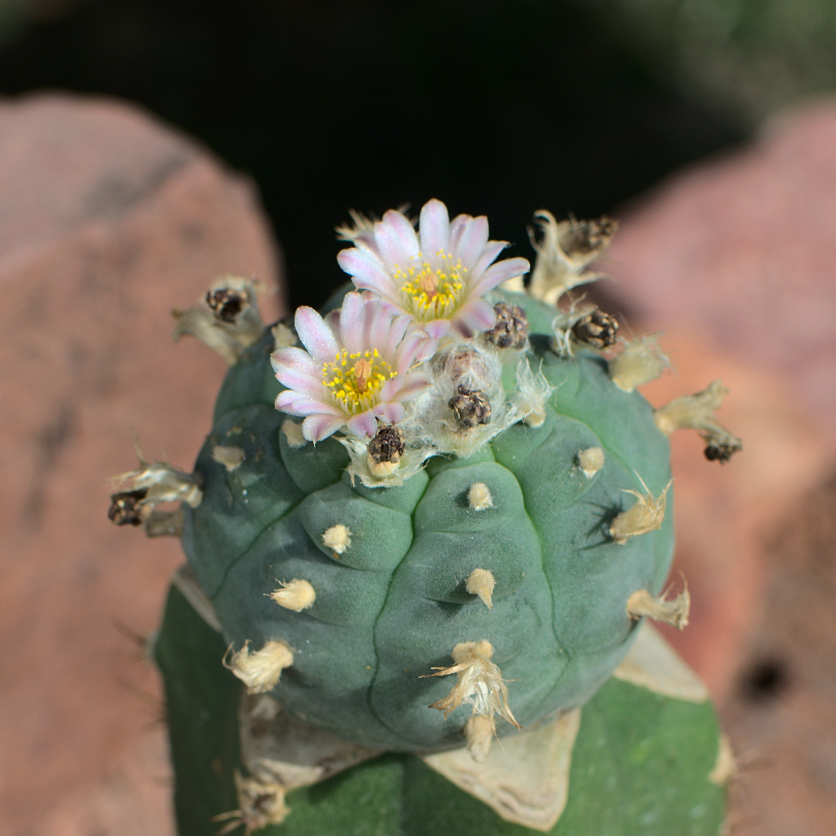 Lophophora, Peyote pfropfen Lophophora williamsii