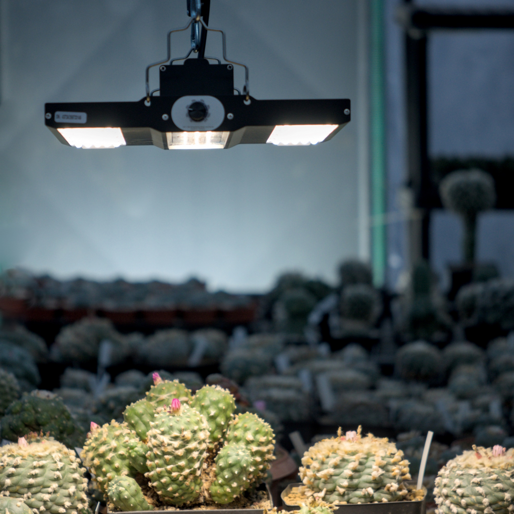 Die Pflanzenlampe FLORIS Generation 3 von NEUSIUS PFLANZENLICHT beleuchtet verschiedene blühende Lophophora Kakteen in einem Gewächshaus.