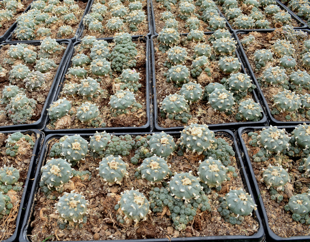 Lophophora williamsii, peyote alte Mutterpflanzen