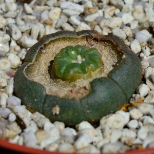 Lophophora-Neuaustrieb aus dem Scheitel nach vegetativem Anschneiden – eine erfolgreiche Methode zur Kindel-Anregung.