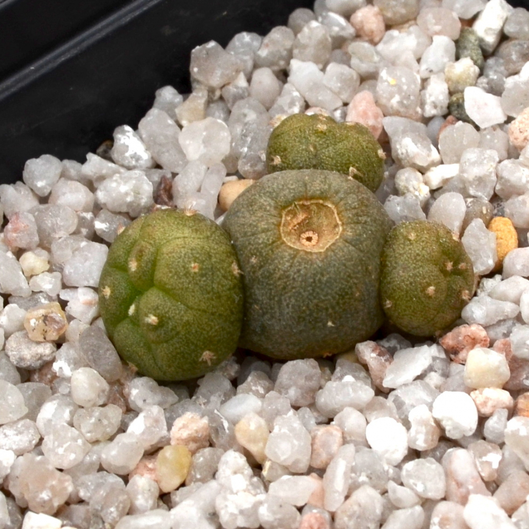 Erzwungene Kindelbildung bei Lophophora williamsii durch Anbohren des Scheitels – eine Technik, die natürliche Verletzungen wie Schneckenfraß simuliert.