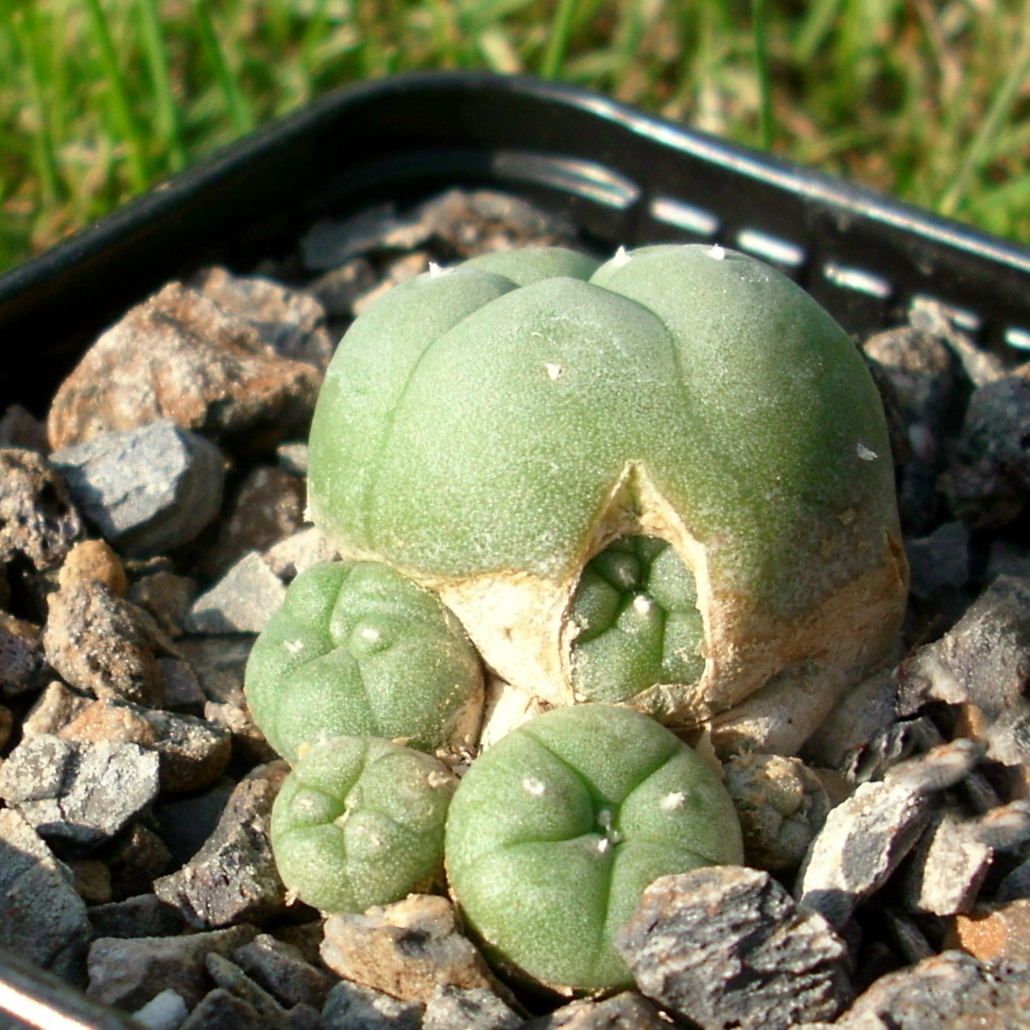 Interessante, natürliche Kindelbildung bei Peyotl (Lophophora williamsii v. caespitosa) direkt aus dem Inneren des Hauptkopfes