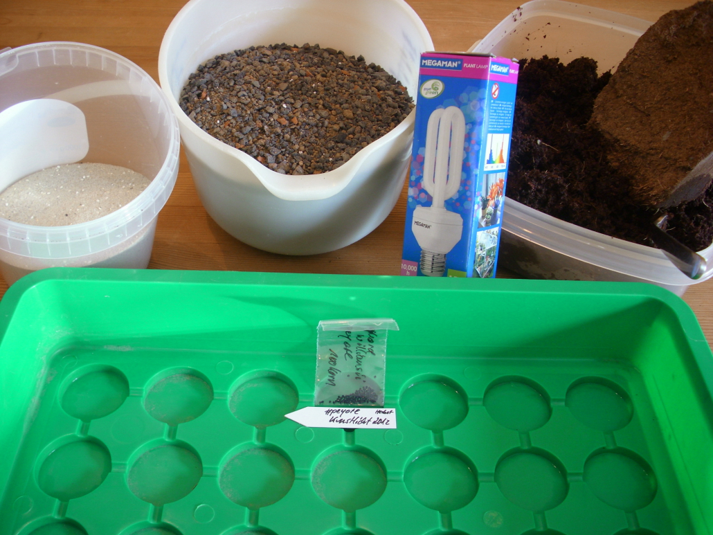 Vorbereitung Aussaat: Lophophora Samen, Aussaatgefäß, Kokos- und mineralische Erde gesiebt, Pflanzenlampe, Vogelsand.