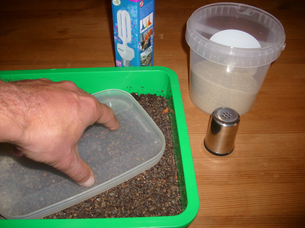 Die Samen werden mit einem glatten Gegenstand (im Bild ein einfacher Deckel) leicht angedrückt, um guten Bodenkontakt herzustellen. Die Samen werden aber nicht mit Erde überdeckt (Lichtkeimer!)