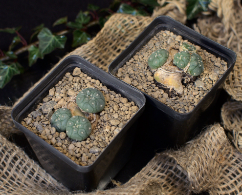 Lophophora williamsii nach erfolgreichem Totalschnitt mit jeweils drei neuen Köpfen pro Pflanze, bereit für die Weiterkultur.