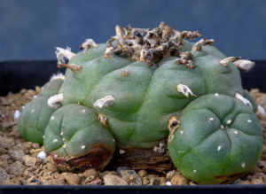 Nahaufnahme einer Lophophora williamsii mit Fusarium-Pilzerkrankung an erdnahen Köpfen, verursacht durch Substratfeuchtigkeit – ein Problem, das durch richtiges Umtopfen vermeidbar ist.