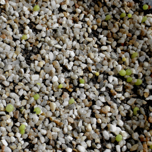 Lophophora-Sämlinge kurz nach der Keimung, abgedeckt mit feinem Kies (Abdeckkies) zur optimalen Feuchtigkeitsspeicherung.