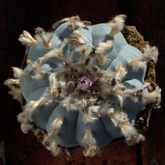 Lophophora williamsii peyote