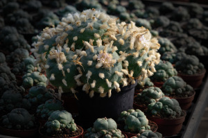 Lophophora diffusa
