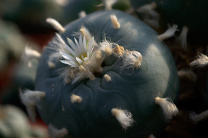 Lophophora diffusa