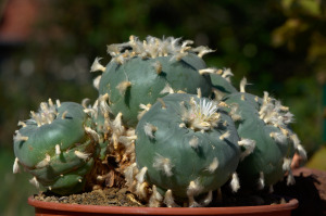 Lophophora diffusa