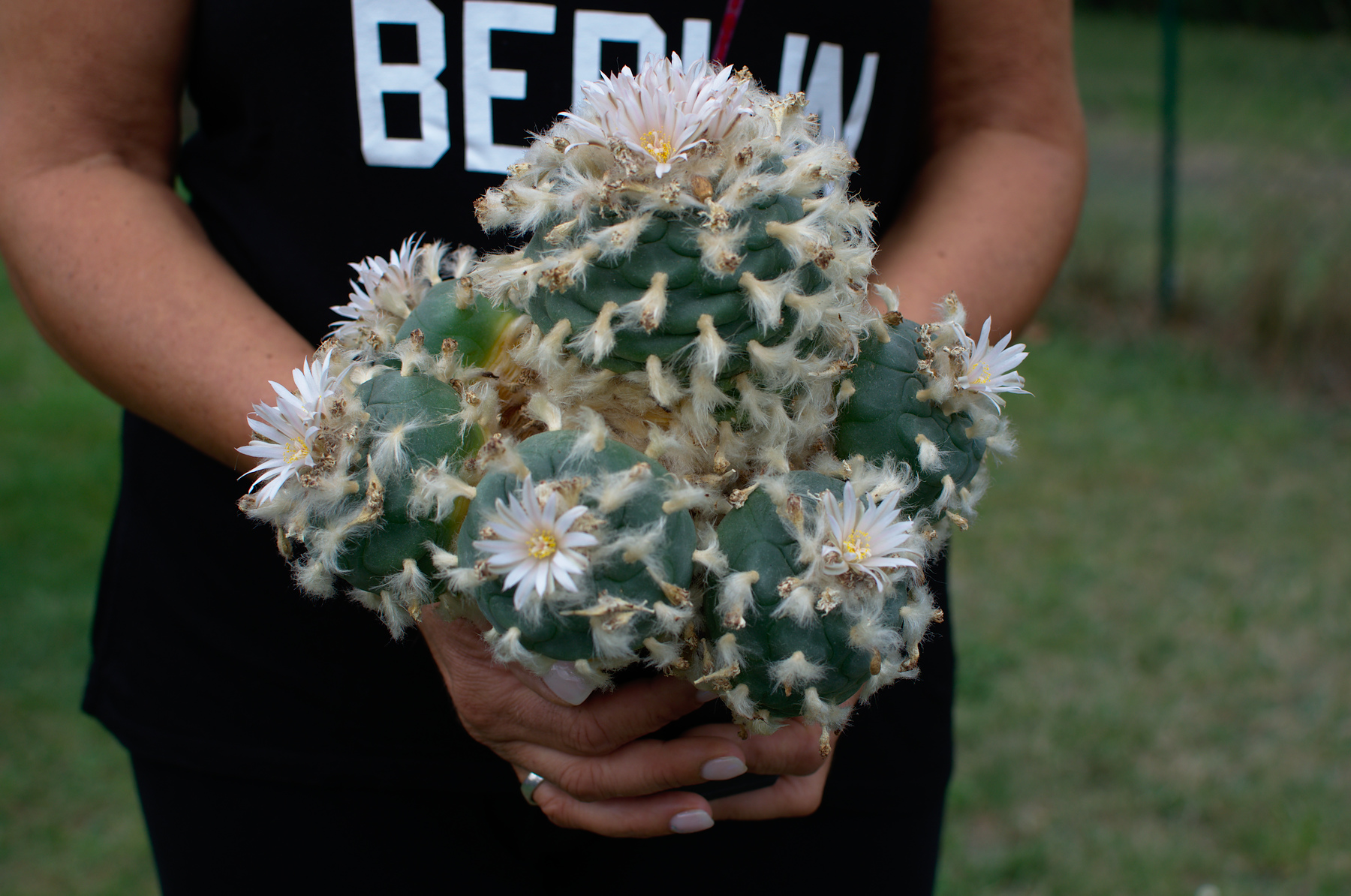 Lophophora koehresii - Lophophora williamsii