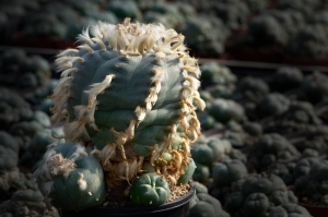 Lophophora williamsii (Peyote texana)