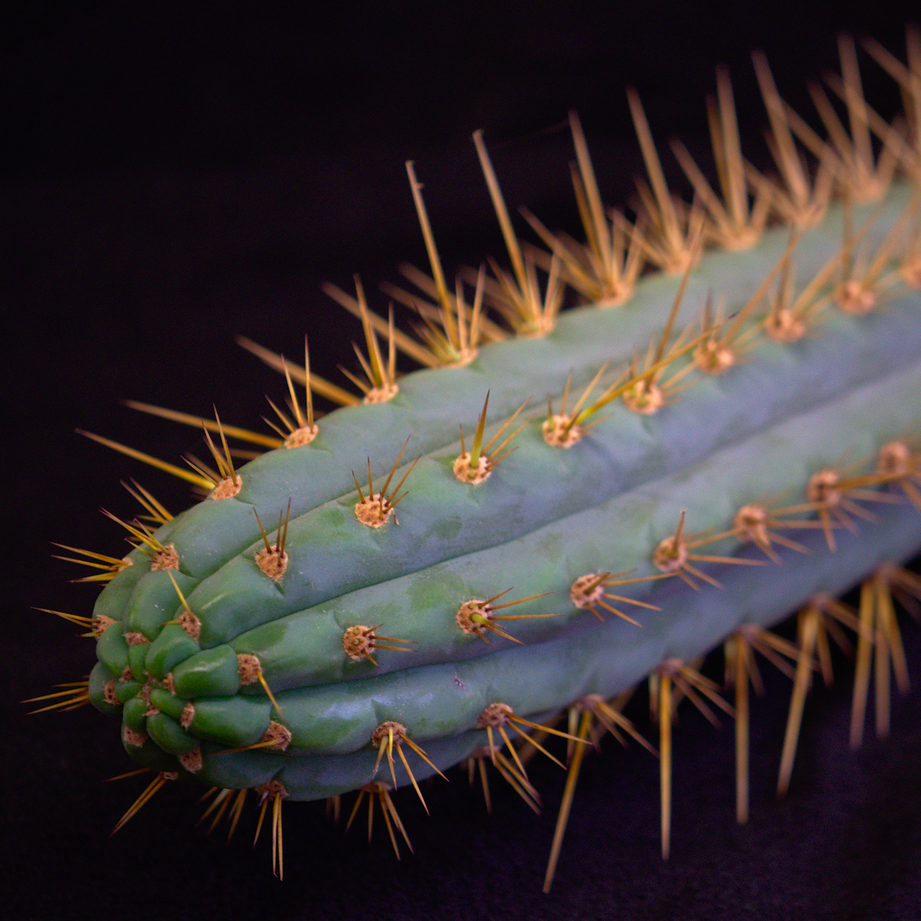 Trichocereus cuzcoensis Lophophora williamsii