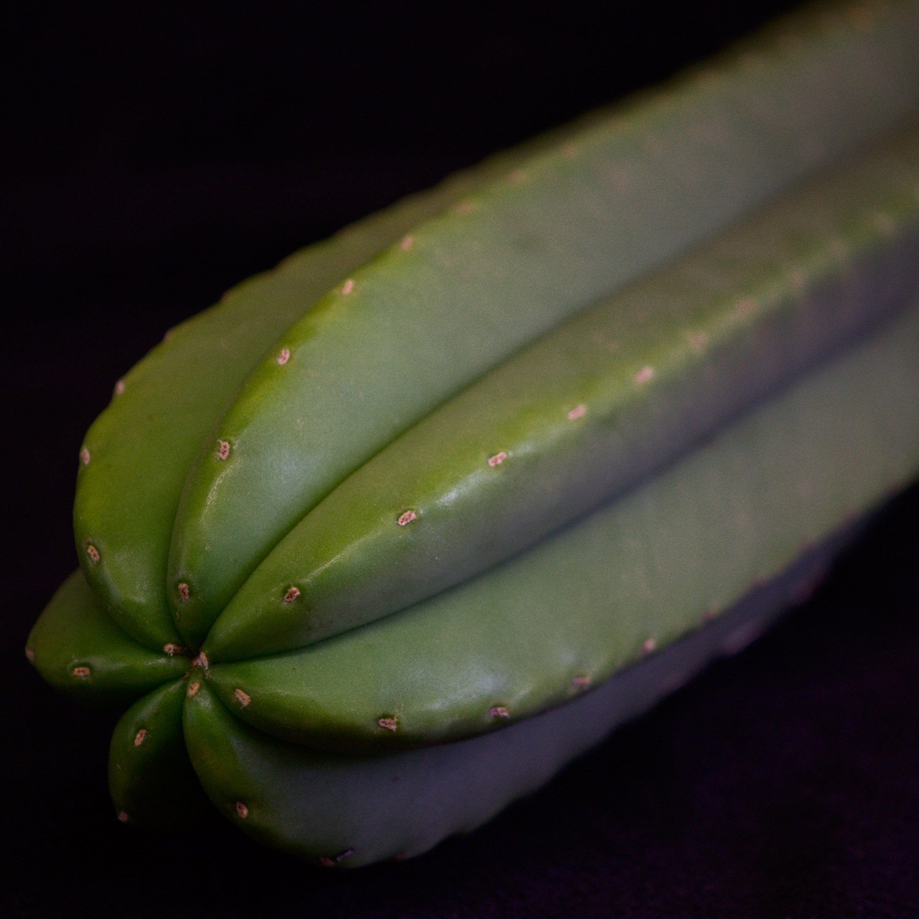 Trichocereus scopulicola Lophophora williamsii