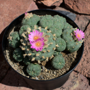 Lophophora Jourdaniana, Juli 2020