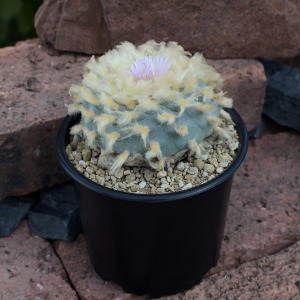 Fricii albiflora La Pa, El Amparo