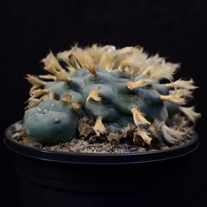 Peyote, alte Pflanze - Spätsommer 2020