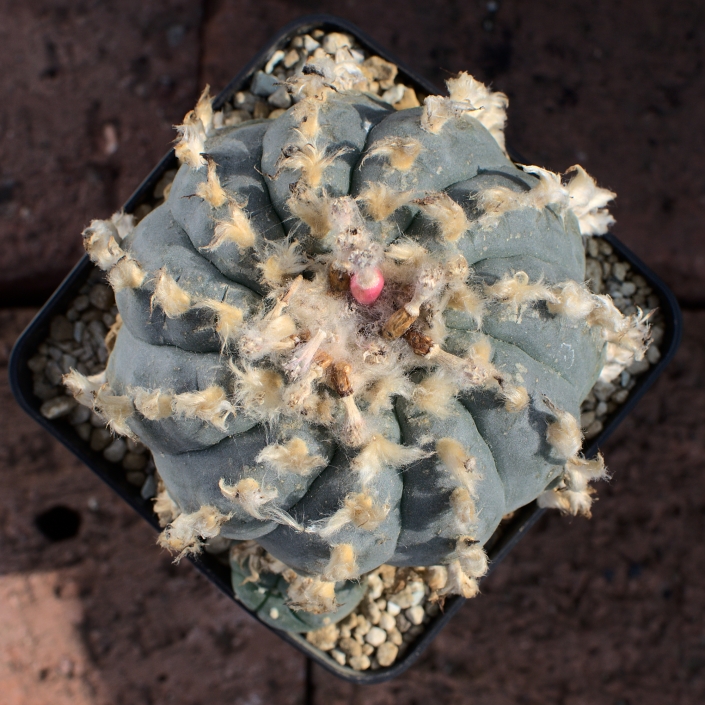 Peyote texana, alte Pflanze - Juni 2020