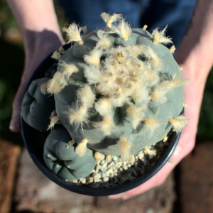 Lophophora Diffusa