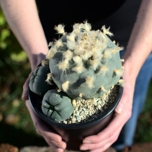 Lophophora Diffusa