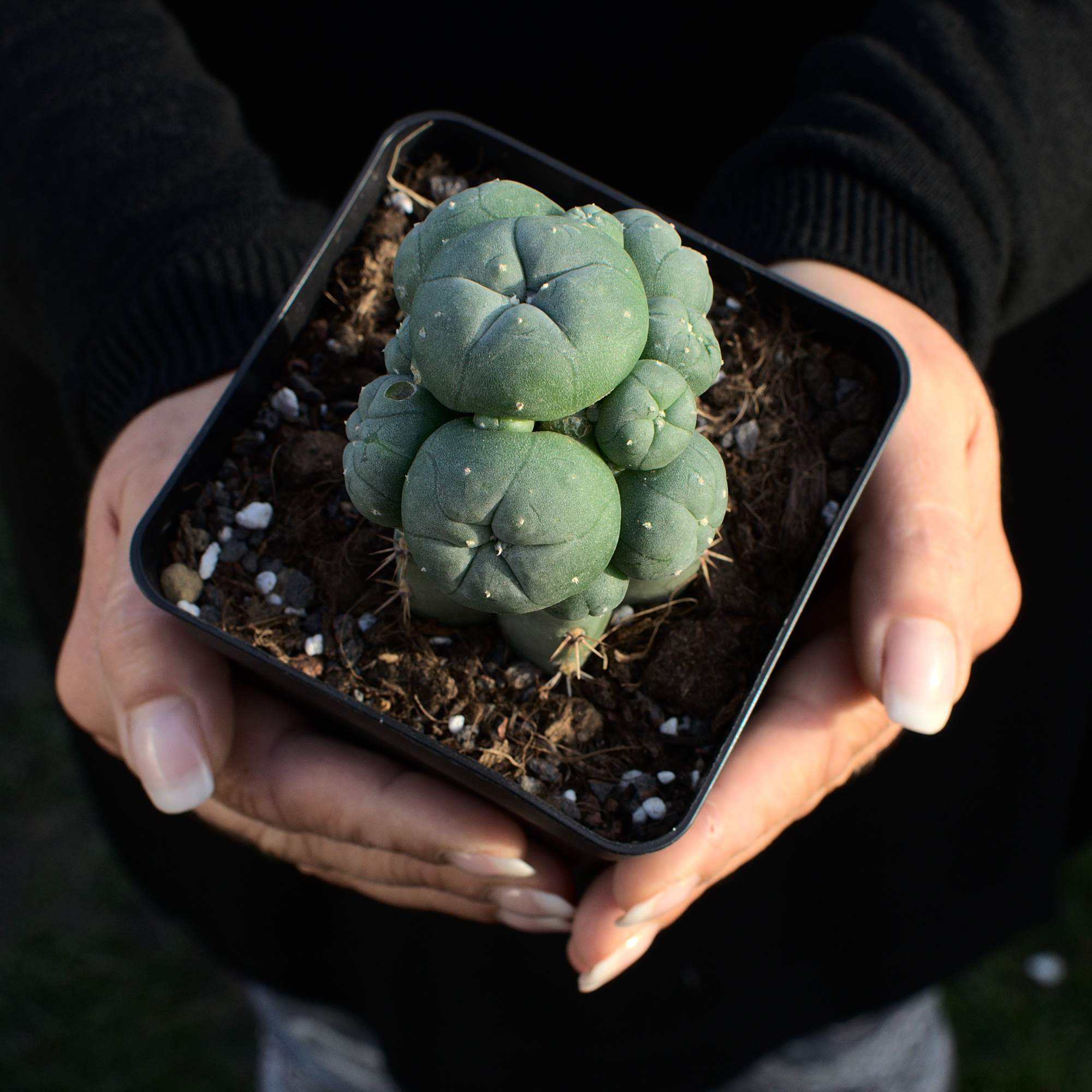 Lophophora gepfropft auf San Pedro Lophophora williamsii