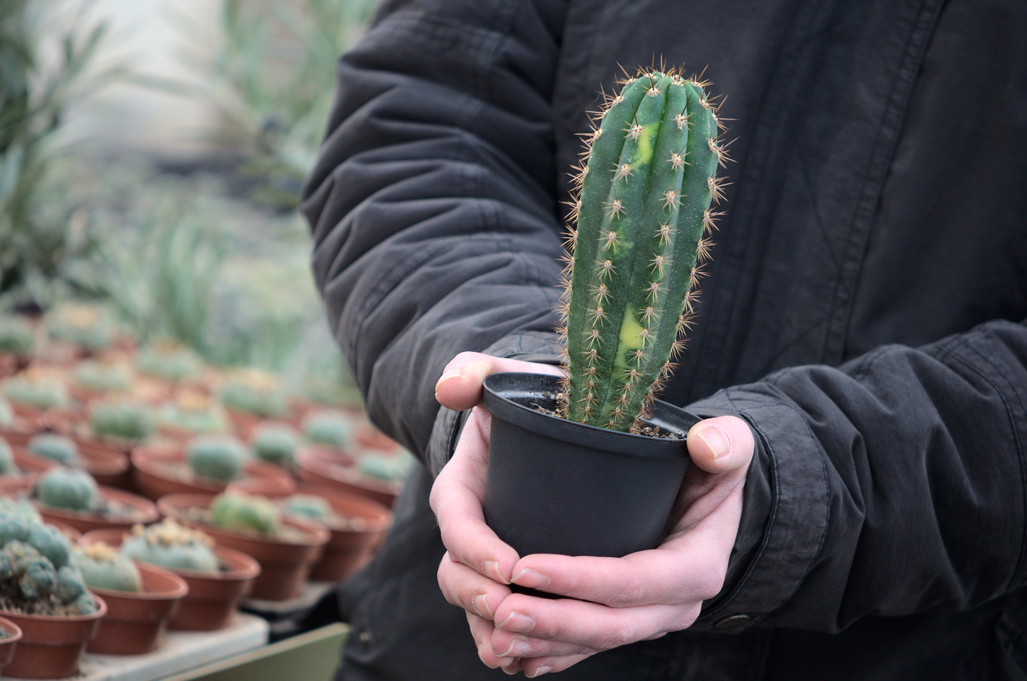 Trichocereus pachanoi - San Pedro - variegata - Lophophora williamsii