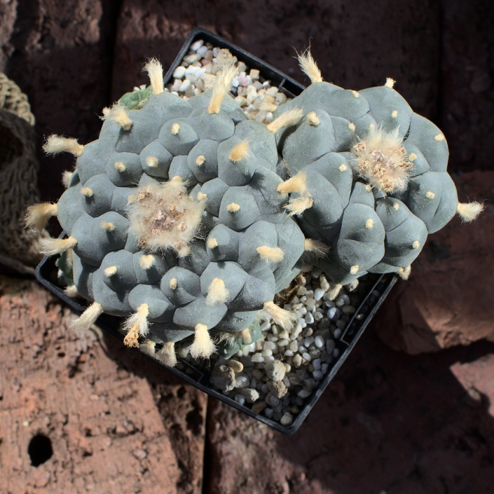 Lophophora williamsii v. Ocampo, Coahuila. Anfang April ´21