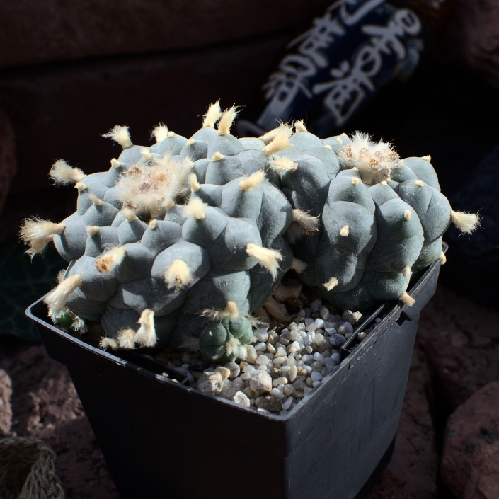 Lophophora williamsii v. Ocampo, Coahuila. Anfang April ´21