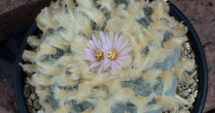 Lophophora fricii albiflora Viesca