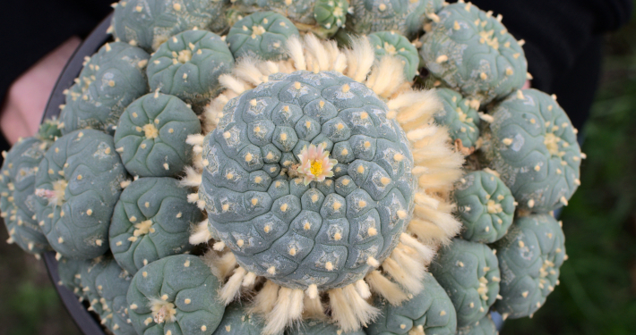 Nahaufnahme einer uralten, blühenden Lophophora fricii albiflora als Cluster, Sorte Laguna Viesca, Coahuila, in einem Topf.