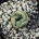 Lophophora fricii Spirale