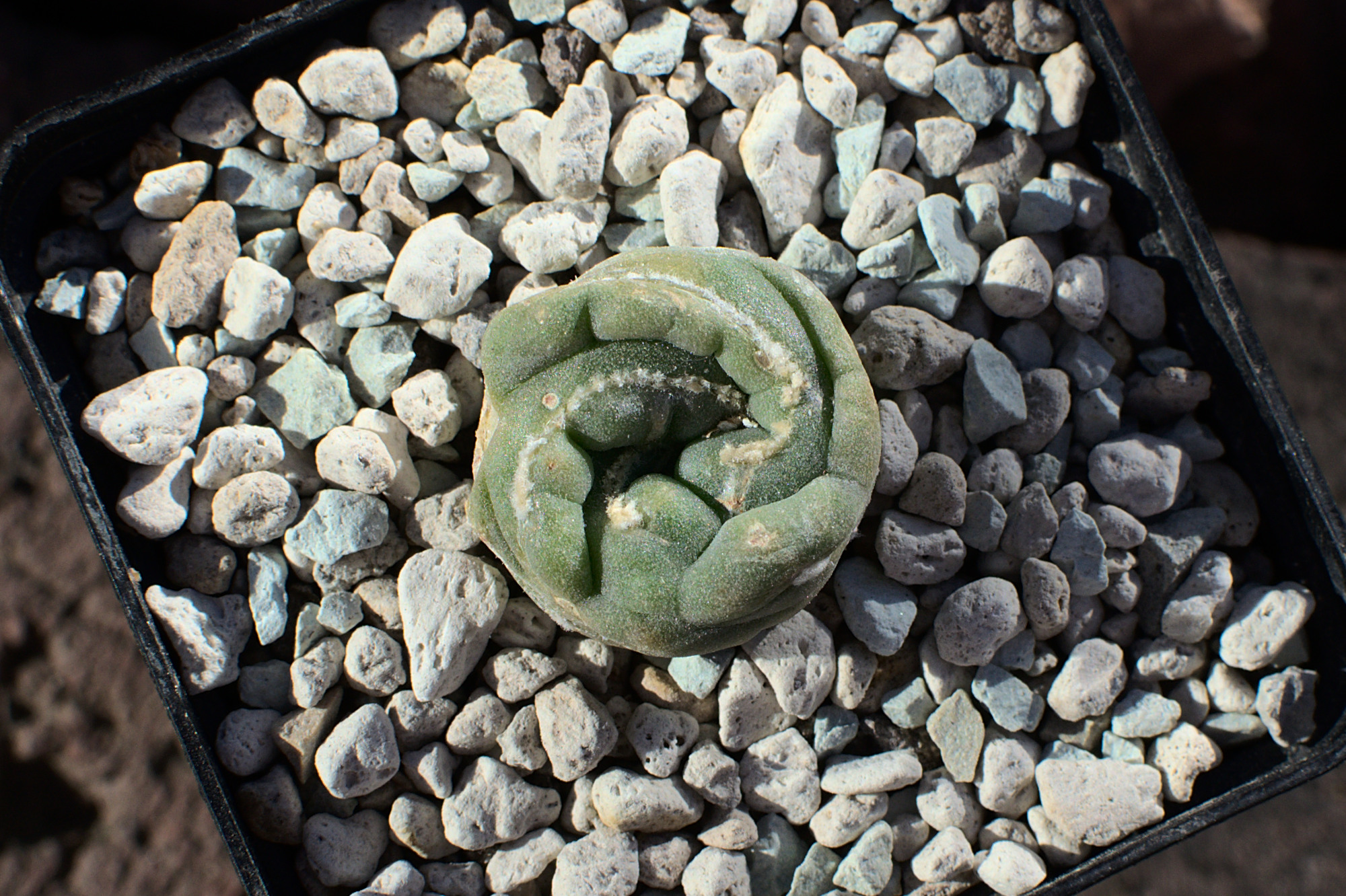 Lophophora fricii Spirale