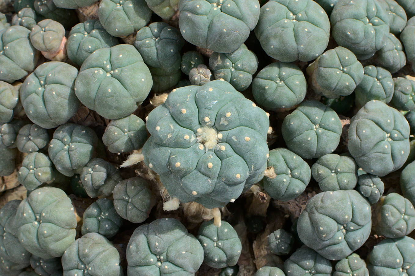 Lophophora williamsii v. caespitosa - Lophophora williamsii