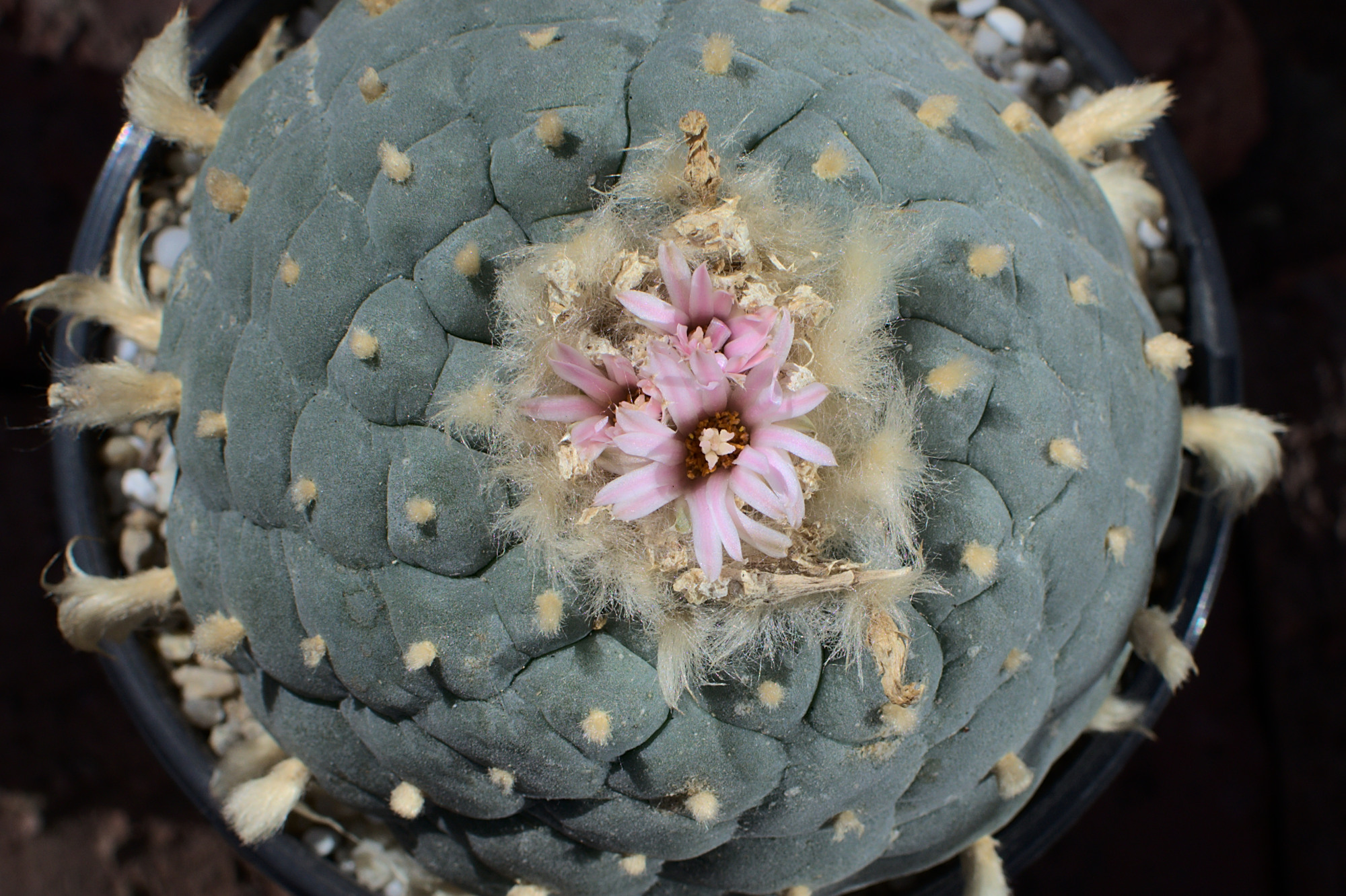 Lophophora decipiens Lophophora williamsii