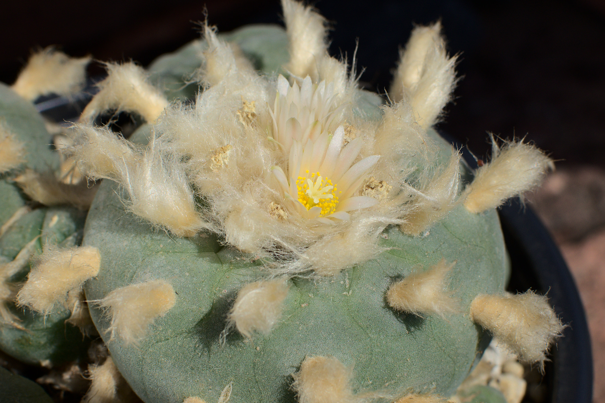 Lophophora diffusa Lophophora williamsii