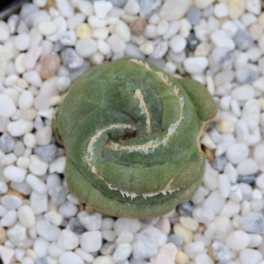 Lophophora spiralvillus