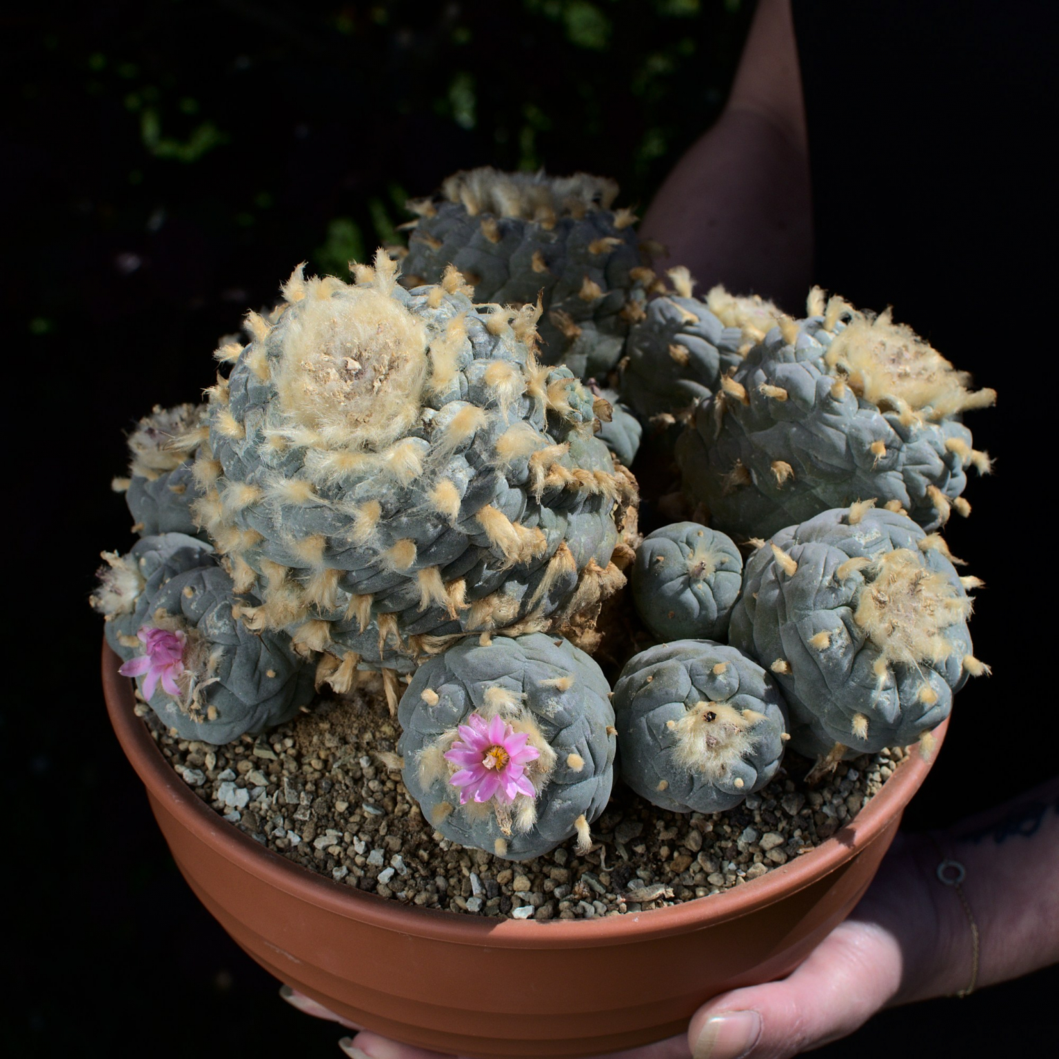 Lophophora williamsii Umfassende Infos zu Lophophora