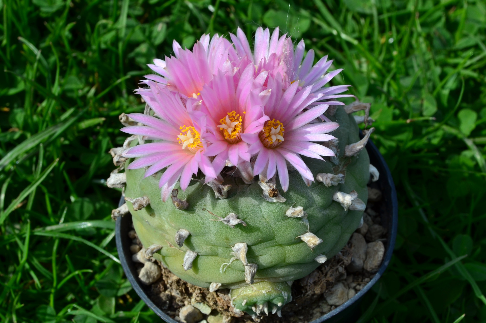 Lophophora fricii Lophophora williamsii