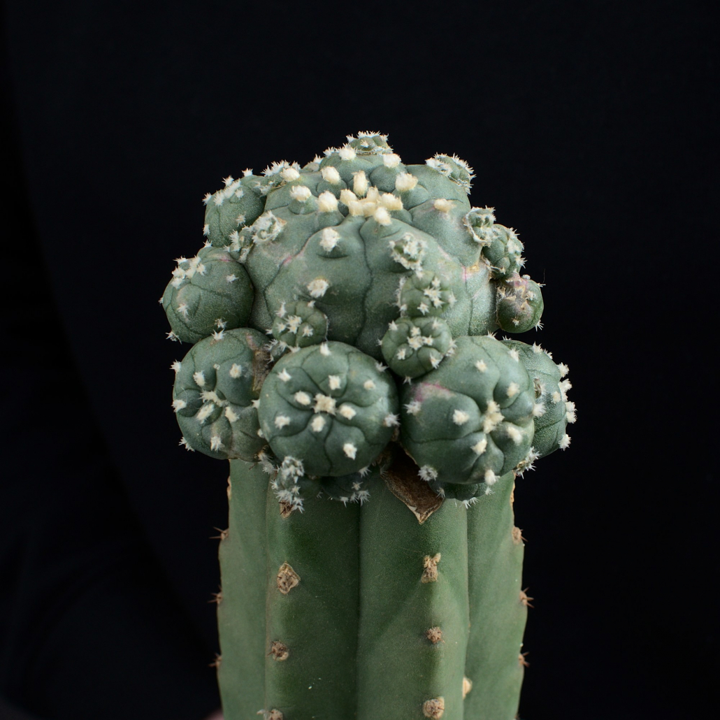 Lophophora jourdaniana mit deutlich sichtbaren Dornen - diese bleiben auch im hohen Alter erhalten
