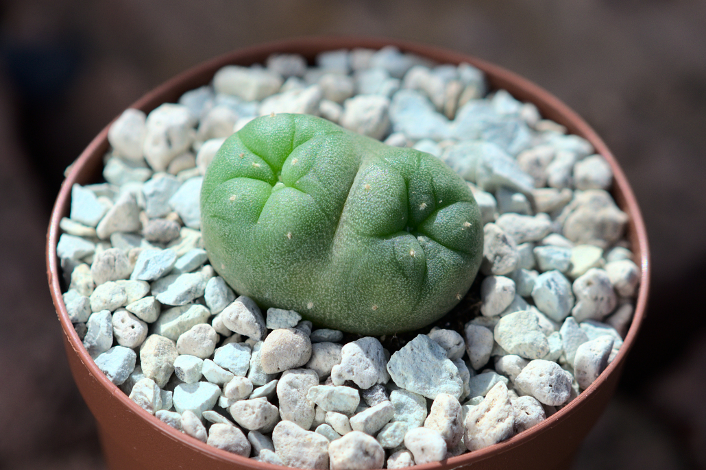 Lophophora williamsii (Peyote) mit perfekter dichotomer Teilung, die eine natürliche vegetative Vermehrung darstellt.
