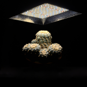 Die FLORIS Pflanzenlampe (Generation 2) von NEUSIUS PFLANZENLICHT beleuchtet einen großen Lophophora Kaktus optimal von oben.