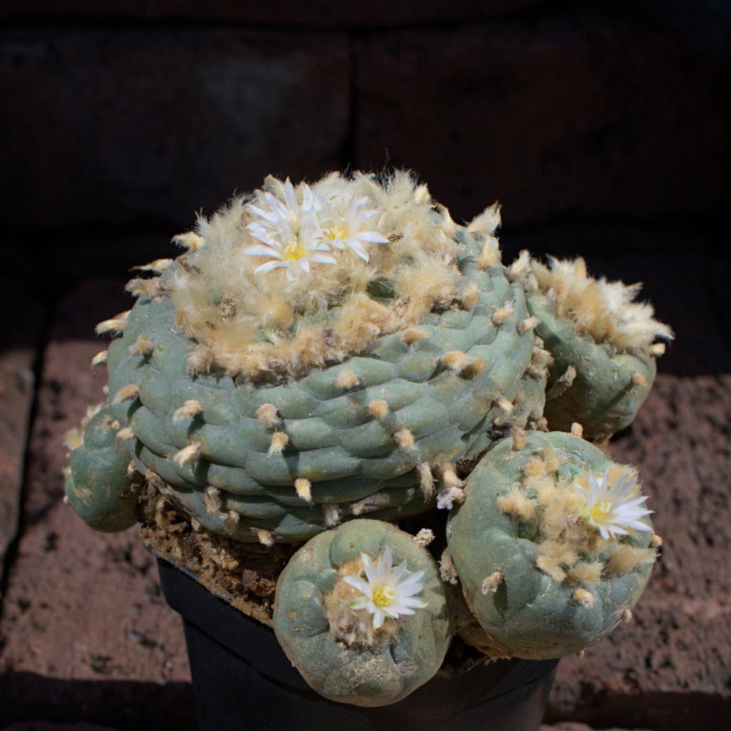 Vielköpfiger Lophophora fricii albiflora Cluster (Viesca) in Blüte, zeigt mehrere reinweiße Blüten und starke Wollbildung.
