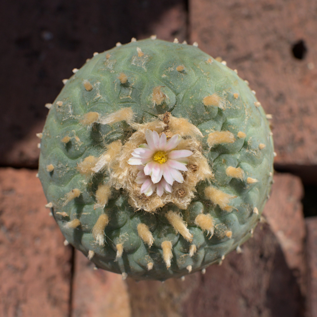 Aufsicht auf einen einzelköpfigen Lophophora fricii albiflora (8-9 cm) in Blüte, zeigt die charakteristische zartrosa Blüte.